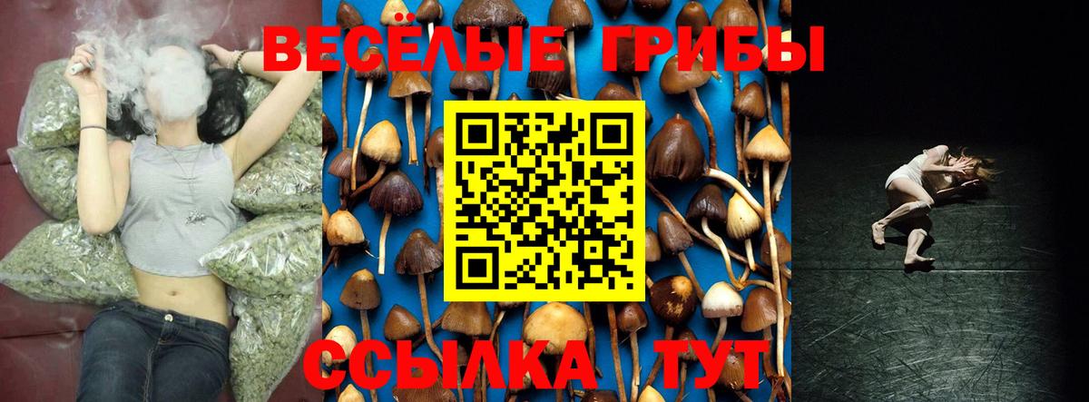 Псилоцибиновые грибы Psilocybine cubensis Севастополь